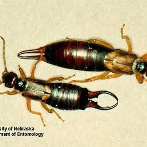 thumbnail for publication: European Earwig Forficula auricularia Linnaeus (Insecta: Dermaptera: Forficulidae)